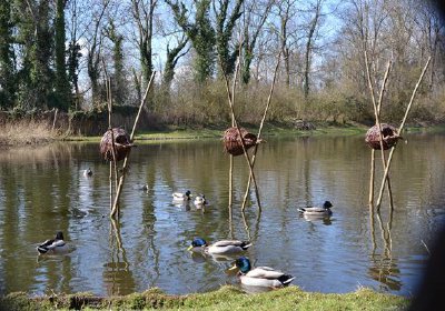 Eendenkooi Sint Philipsland