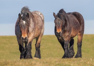 Trekpaard in de Willemspolder